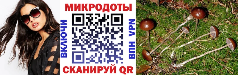 где купить наркотик  Севск  Псилоцибиновые грибы GOLDEN TEACHER 